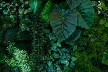 Full Frame of Green Leaves Pattern Background, Nature Lush Foliage Leaf Texture, tropical leaf