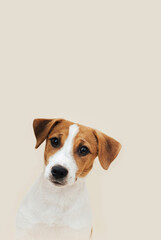 Wall Mural - Dog Jack Russell Terrier sits on a beige background. Funny Jack Russell Terrier puppy, copy space