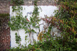 An old brick wall painted over with plants and vines.
