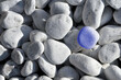 canvas print picture white river stones with one blue stone - concept of difference and singularity
