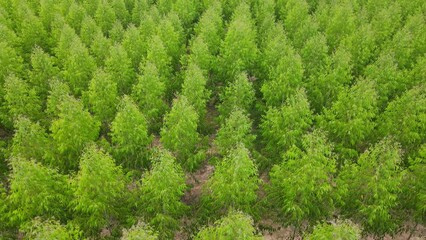 Wall Mural - Eucalyptus plantation . Cellulose paper agriculture. 4K.,aerial view