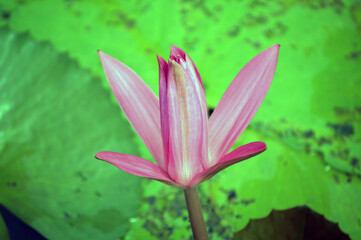 Water Pink Lily in the garden