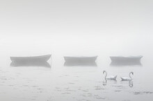 Swans Paddling In Lake And Early Morning Mist With Boats In Background