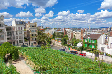 Wall Mural - montmartre vineyard