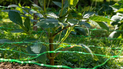 Wall Mural - cut flower netting. plant support net. using plastic garden netting to support dahlia plants.