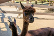 Alpacas at the zoo in Siofok, Hungary