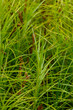 Palm leaf sedge, or Muskingumen sedge - variety Gold Fountain (Carex muskingumensis )