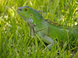 Sticker - Beautiful portrait of invasive green iguana in grassland