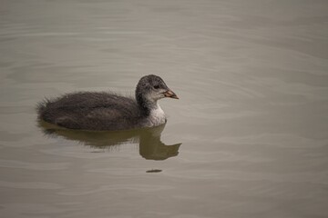 Wall Mural - Closeup of a common coot chick floating on a lake