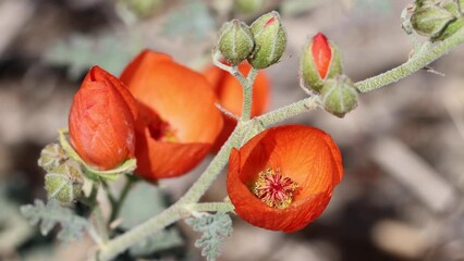 Wall Mural - Orange flowering axillaterminal indeterminate racemose panicle inflorescence Sphaeralcea Ambigua, Malvaceae, native perennial monoclinous deciduous subshrub in the Pinto Basin Desert, Springtime.