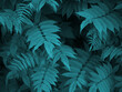 Dark turquoise tinted background from meadowsweet leaves. Abstract natural vegetable wallpaper. Foliage of ornamental shrub. Plant nature vegetal backdrop