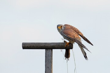 Wall Mural - Der Turmfalke (Falco tinnunculus)
