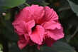 hibiscus kwiat