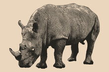 Engraving Hippopotamus Animals Of Africa Vintage, Hippo Engraved