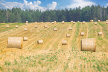 Wall Mural - Bales of Hay in a farm field