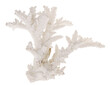 cutout light coral branch