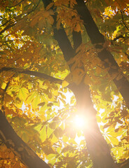 Poster - sunlight through autumn trees leaves