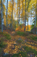 Wall Mural - high bright birch trees and autumn foliage