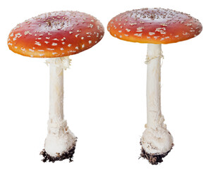 Wall Mural - isolated two poisonous red cup fly agaric mushrooms