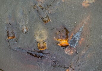 Poster - Top view closeup of a bunch of Carp fishes swimming in the water