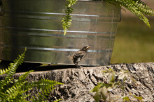 Baby Mockingbird With A Fern