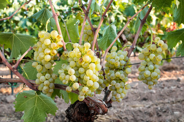 Wall Mural - Vermentino grapes. Bunches of ripe white grapes on the seedling. Agriculture.