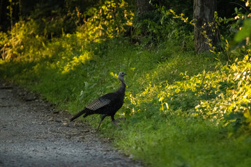 Wild Turkey on a road