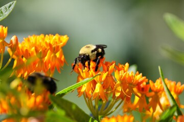 Closeup shot of the bumblebee on an orange flower