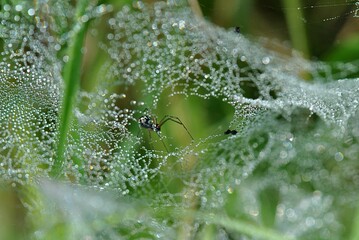 Sticker - Shallow focus of a spider web with beautiful raindrops on a sunny day