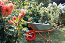 A Garden Wheelbarrow And A Rake In The Backyard Of The House. The Concept Of Housework, Gardening And Country Life. Preparing The Garden For Autumn And Winter. Closing Of The Summer Season.