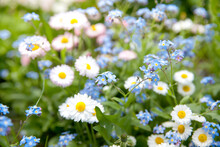 Blooming Daisies And Forget-me-not Flowers From Above.