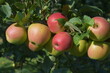 jabłka na gałęzi