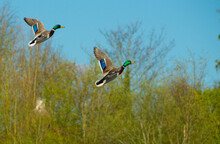 Two Male Mallard Ducks In Flights Over Water