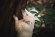 Albino-Nasenbär versucht auf Baum zu klettern