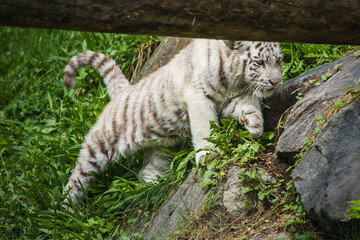 Weißes Tigerbaby am spielen