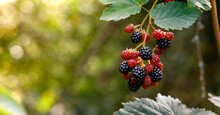 Blackberries Ripen On The Bush, Berries In The Garden