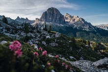 View Of Tofana Di Rozes, Famous Peak In Dolomites, Italy. Summer Photo Of Tofana Summit With Ping And Purple Summer Flowers. Dolomiti, South Tyrol, Italy.