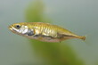 The female of three-spined stickleback fish Gasterosteus aculeatus in the underwater habitat
