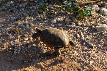 Wall Mural - Desert tortoise, Gopherus agassizii, walking through the Sonoran Desert foraging for food and perhaps a mate. A large reptile in natural habitat. Pima County, Oro Valley, Arizona, USA.