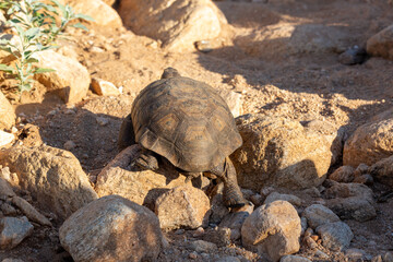 Wall Mural - Desert tortoise, Gopherus agassizii, walking through the Sonoran Desert foraging for food and perhaps a mate. A large reptile in natural habitat. Pima County, Oro Valley, Arizona, USA.