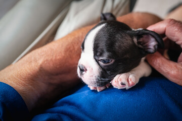 Poster - Boston Terrier puppy being held and cuddled. The arms of a senior man can be seen holding the little dog on a leather sofa.