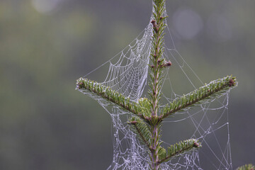 Wall Mural - spider web in dew