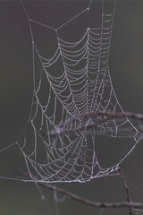 Wall Mural - spider web in dew