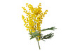 Wattle tree branch isolated transparent png. Acacia dealbata yellow fluffy balls and leaves.  Mimosa spring flowers.