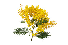 Mimosa Spring Flowers Isolated Transparent Png. Silver Wattle Tree Branch. Acacia Dealbata Yellow Fluffy Balls And Leaves.