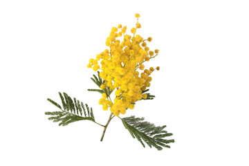 Wall Mural - acacia yellow fluffy balls and leaves. mimosa spring flowers isolated transparent png. silver wattle