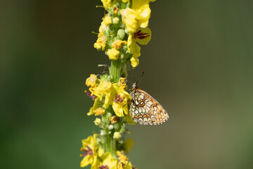 Wall Mural - Heath fritillary (Melitaea athalia) 