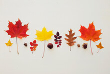 Autumn Colorful Leaves Over White Table/top View
