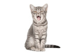 Fototapeta Koty - striped gray kitten sits and meows isolated