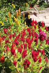 Wall Mural - red and yellow flowers